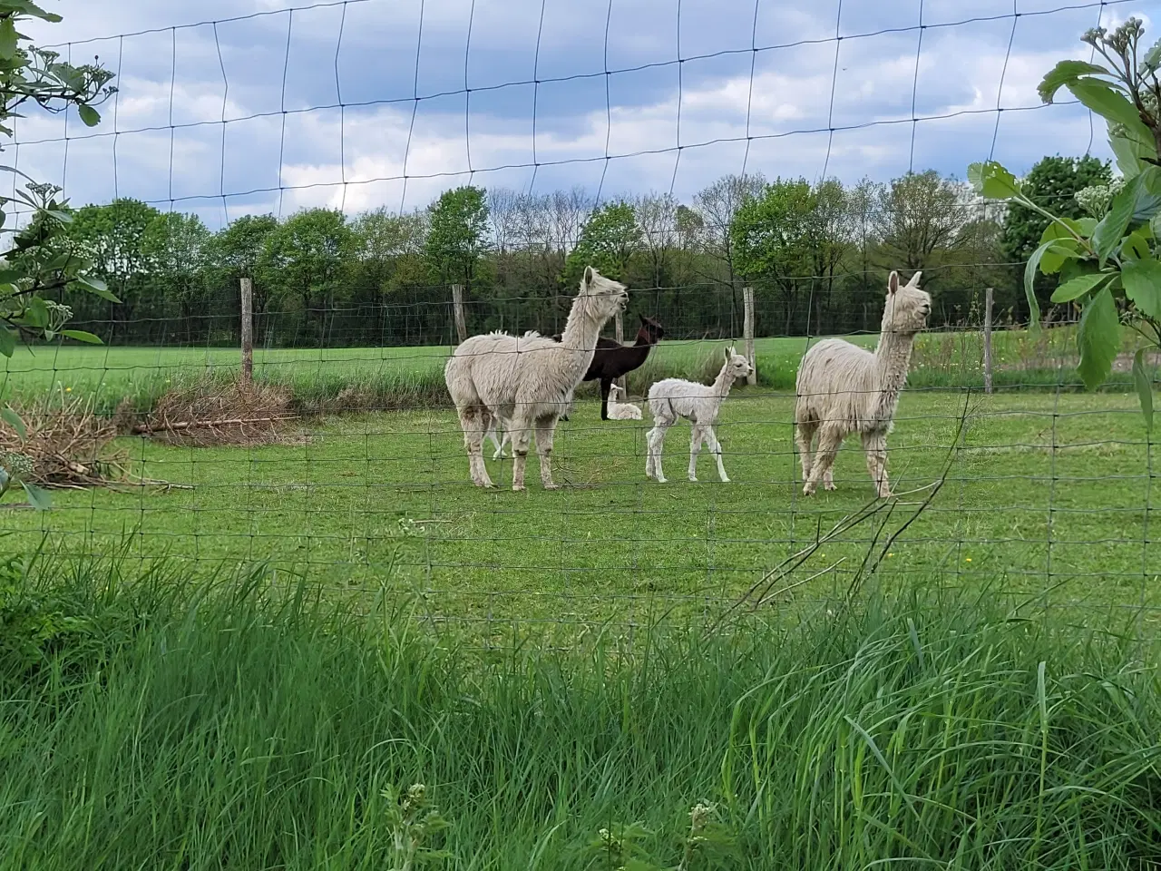 Billede 5 - Alpaca div. suri sælges