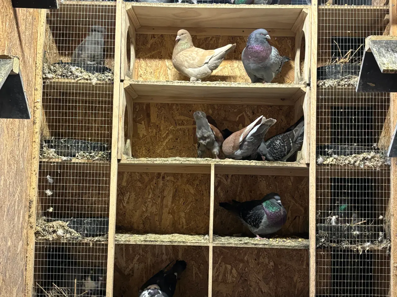Billede 2 - Duer sælges