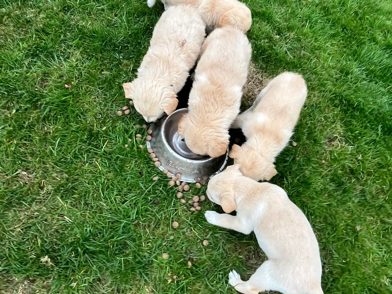 Billede 6 - 5 unikke blandingshvalpe sælges