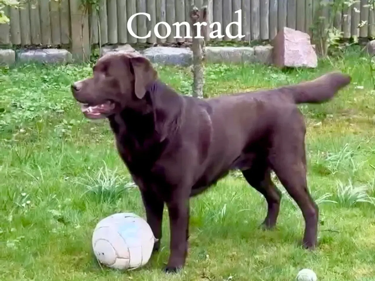 Billede 4 - Brun labrador hvalp m stamtavle og sundeste gener