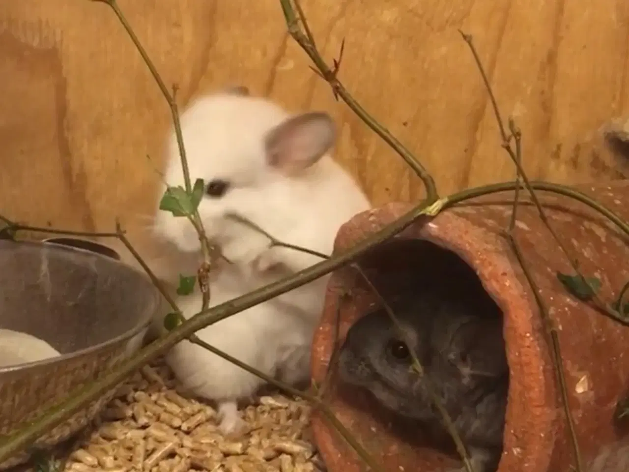 Billede 2 - Rpa og Rpac ( Angora) chinchillaer søger nyt hjem 