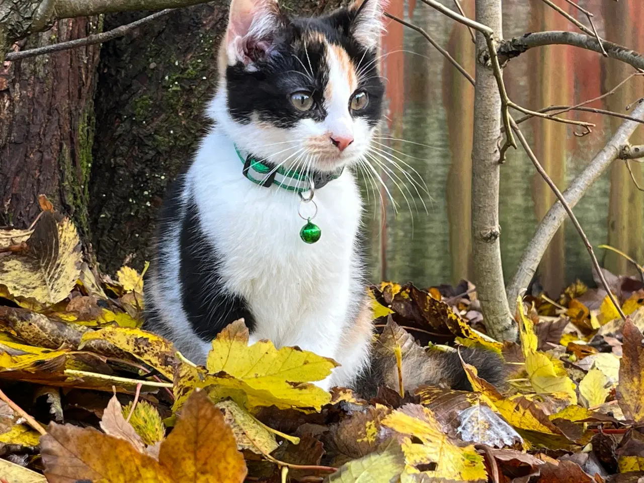 Billede 6 - Hun-killing Maine Coon-blanding