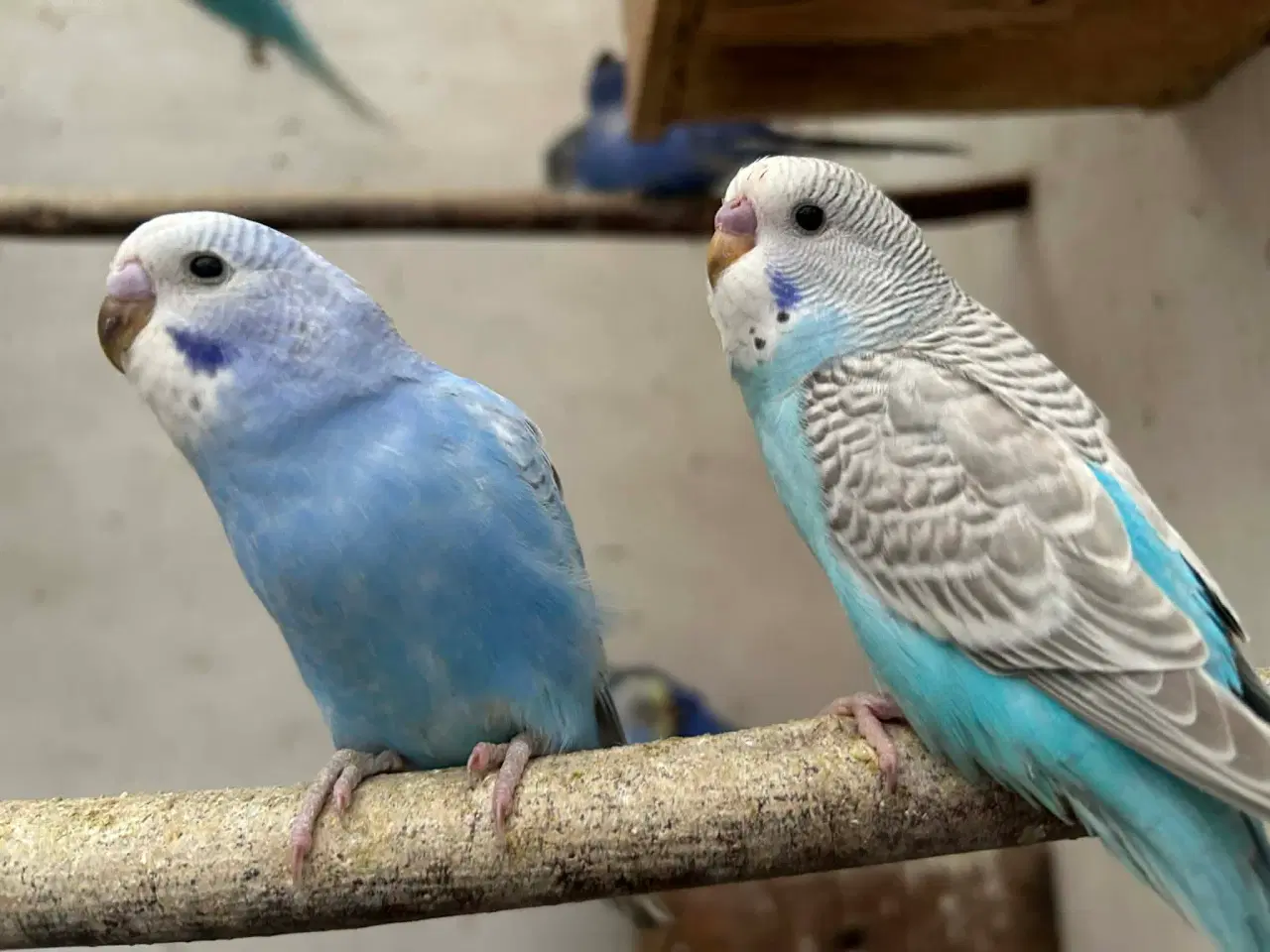 Billede 10 - Nye unger Klar 5. Maj