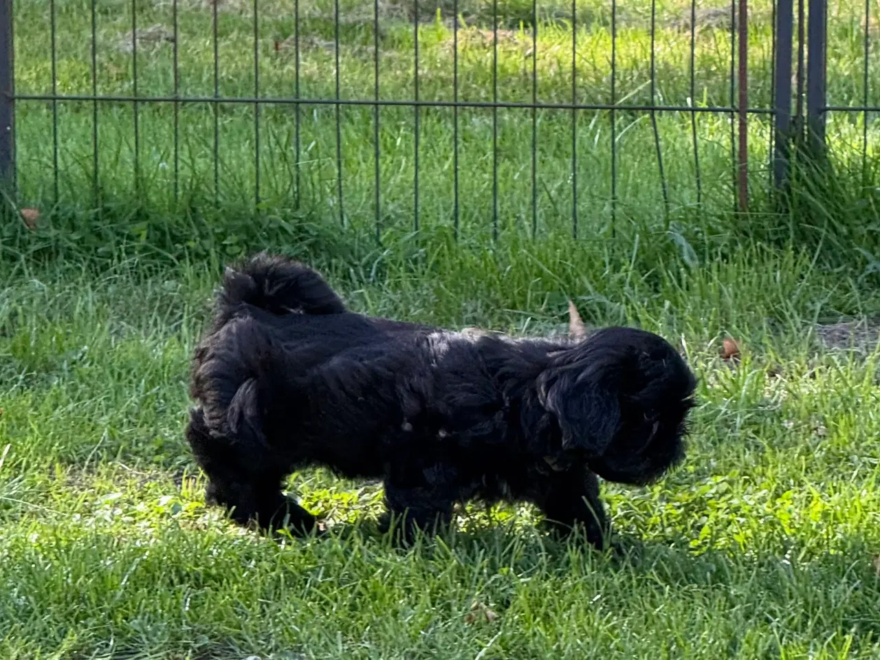 Billede 7 - Shih Tzu hvalp - Alfred 