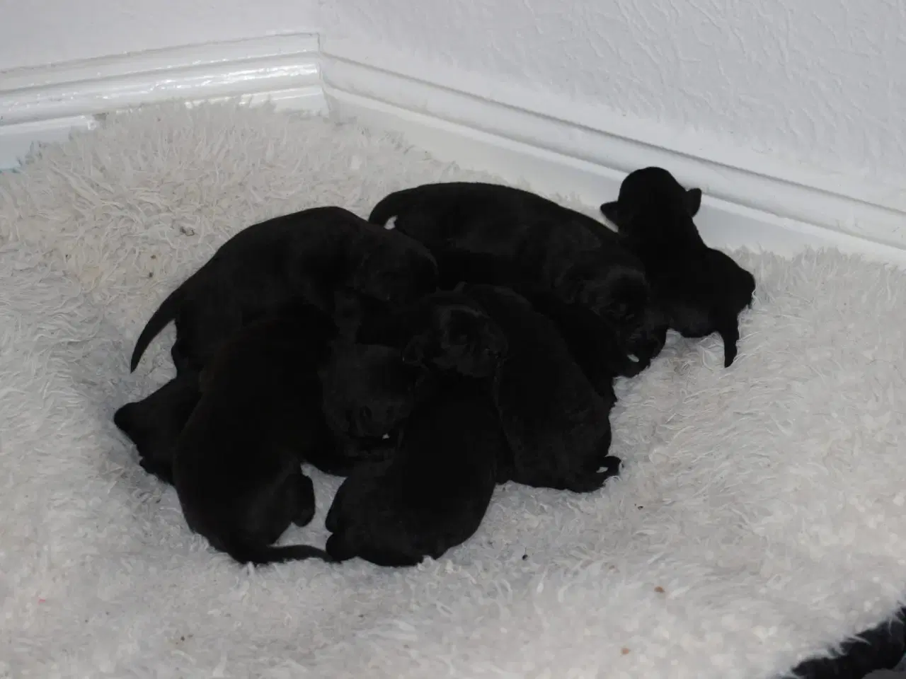 Billede 7 - Labrador/retriver/staffordshire bullterrier hvalpe