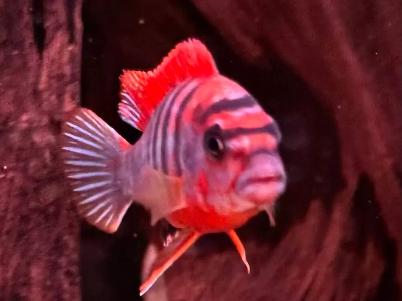 Billede 3 - Red top Hungy F1 flok på 5 stk.