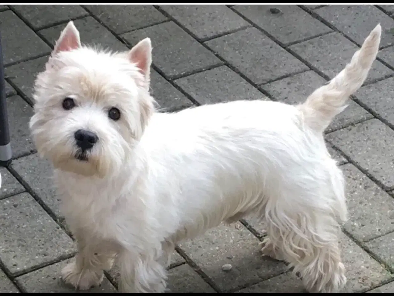 Billede 5 - West highland White terrier 