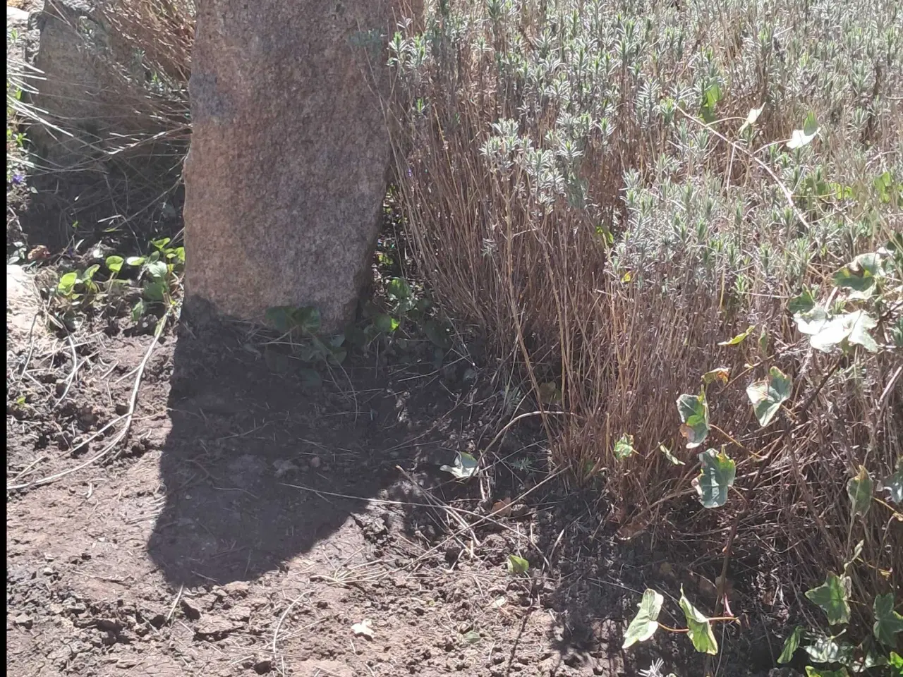 Billede 2 - 4 store lavendler 