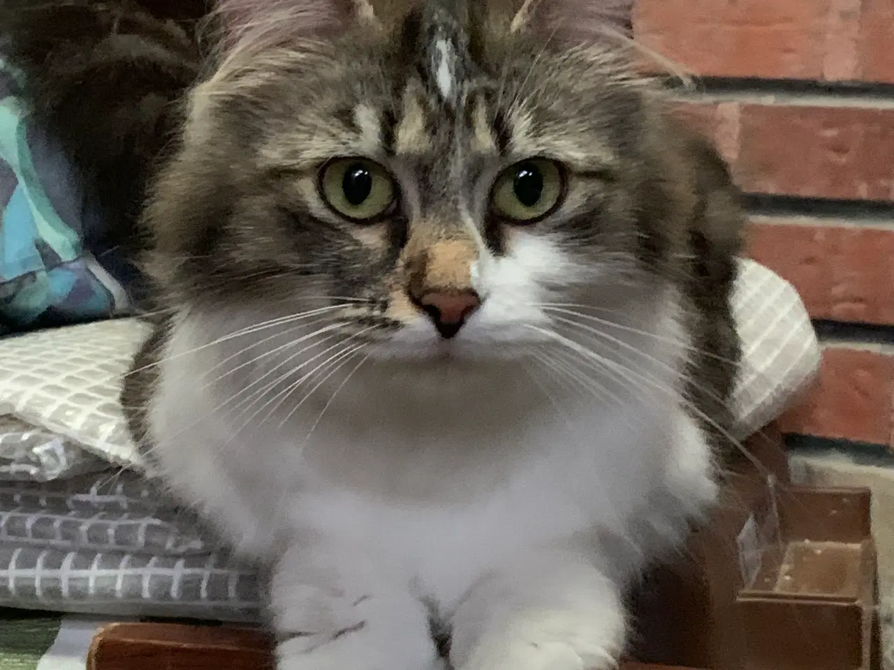 Billede 5 - Ragdoll-Skovkatte killinger,familievenner