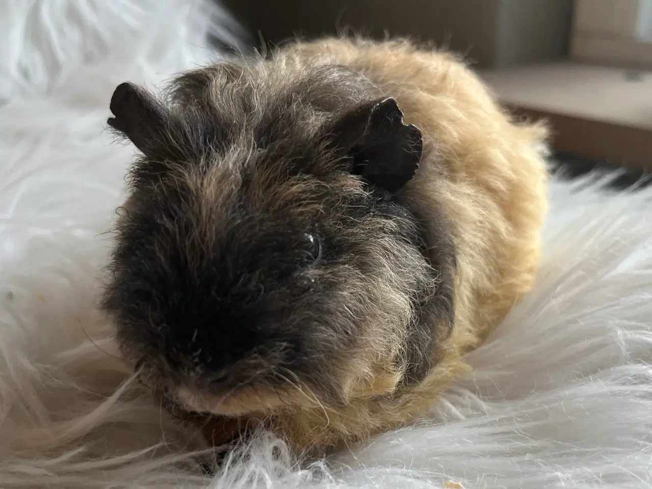 Billede 5 - Hun unge