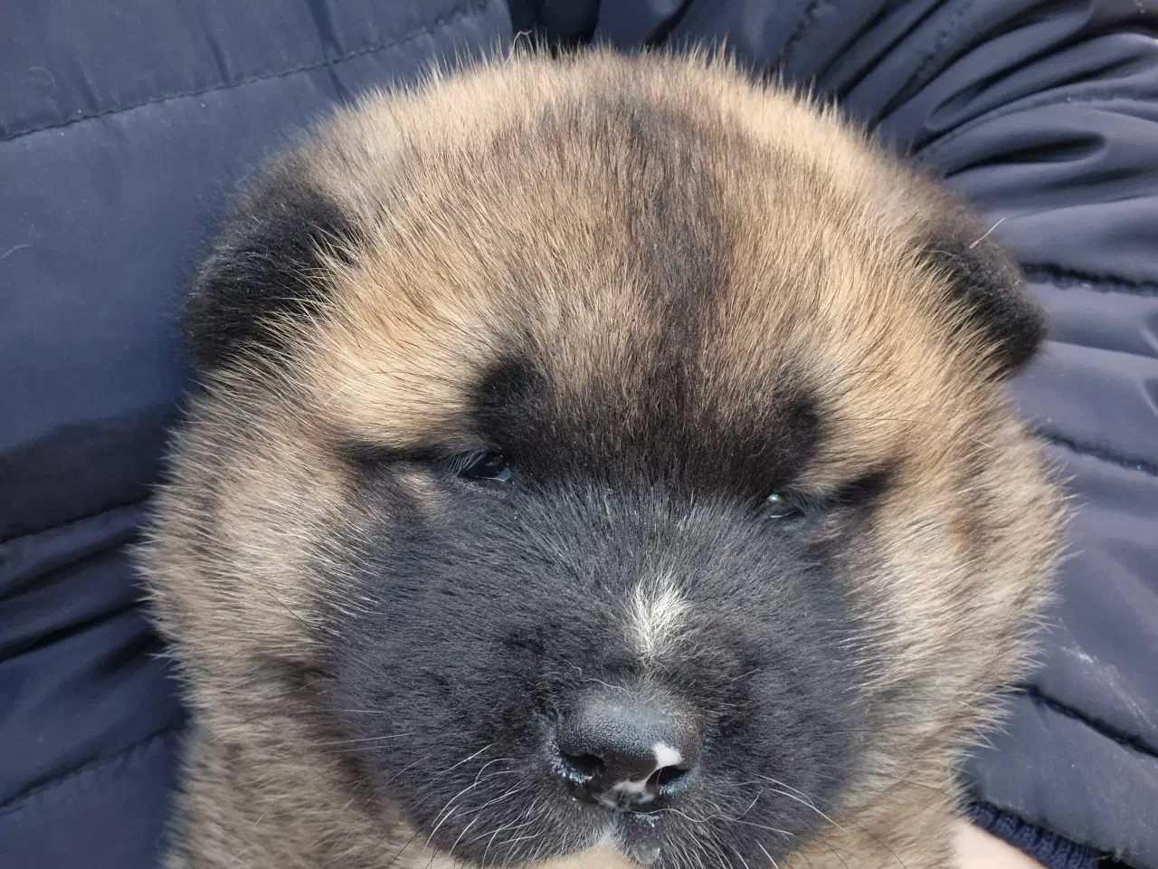 Billede 8 - Hundehvalpe American Akita