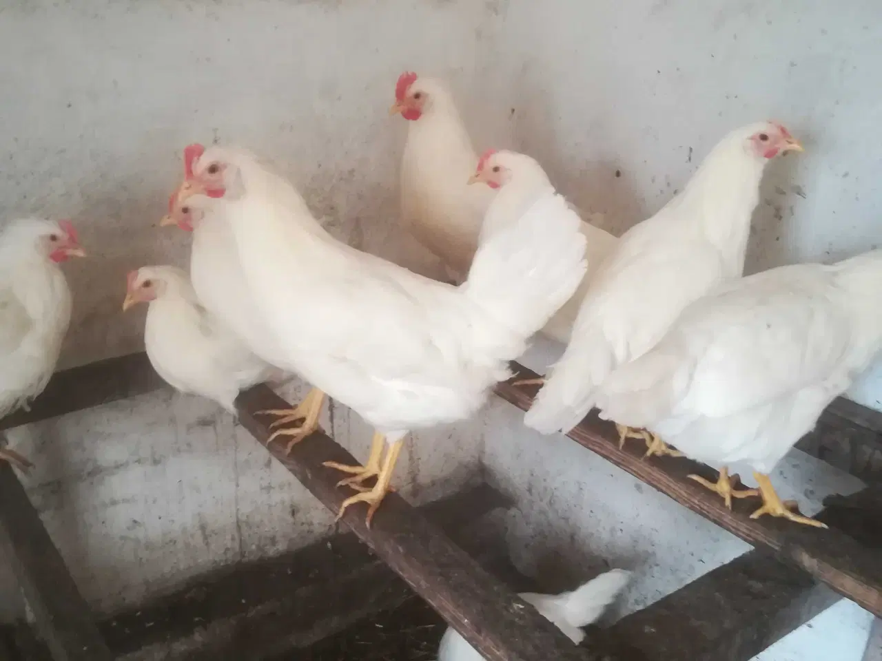 Billede 5 - Rigtig god ægge lægger hvide Italiener