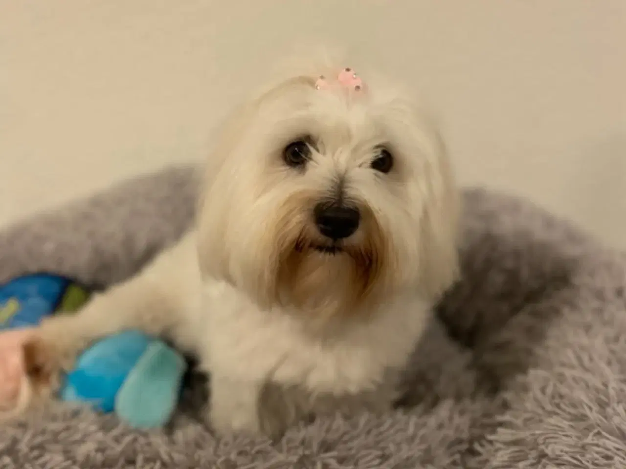 Billede 17 - Coton de tulear - Bomulds bamser
