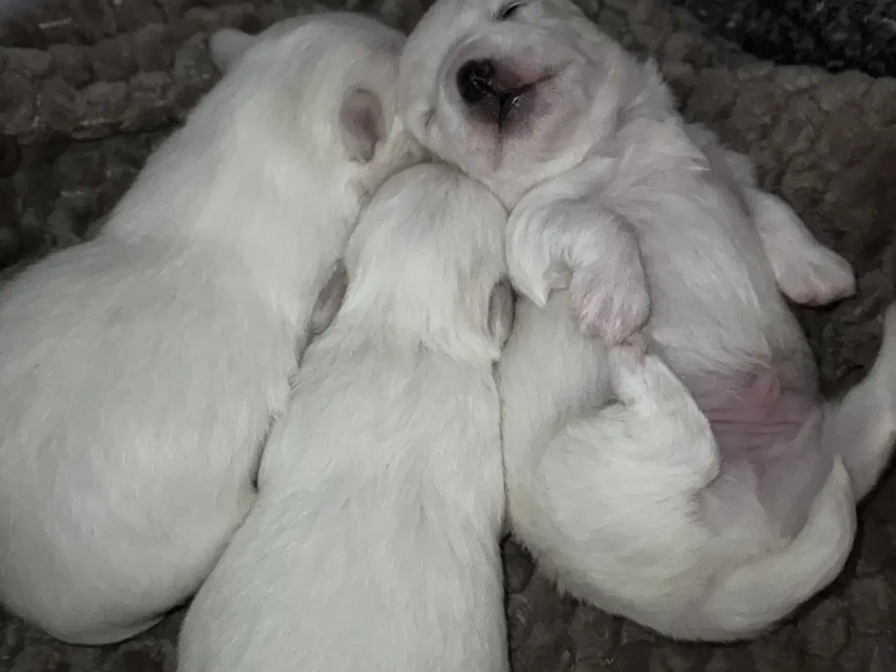 Billede 9 - Malteser/Coton hvalpe 21 dage d 3/3