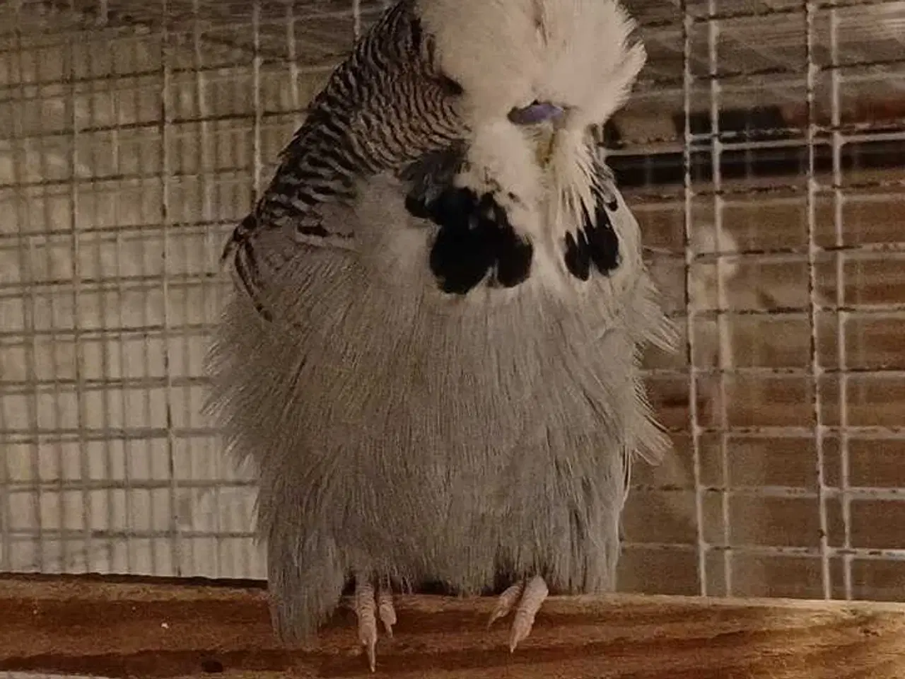 Billede 1 - Engelsk undulat han 