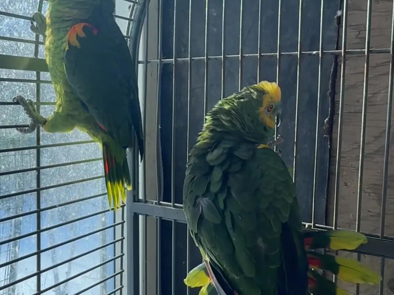 Billede 1 - Blåpandet Amazonepapegøjer