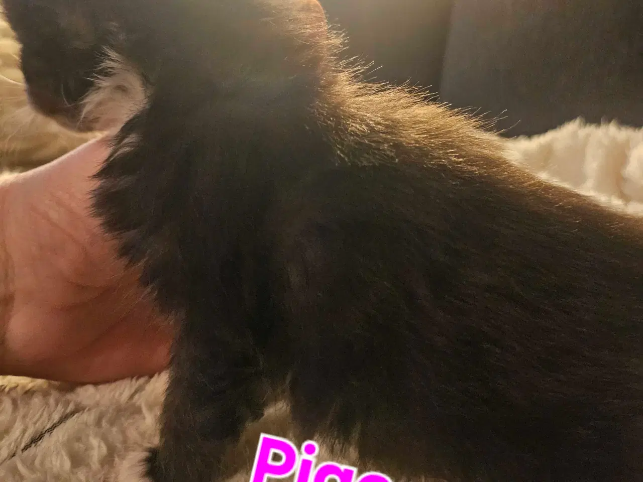 Billede 11 - Maine coon killinger 