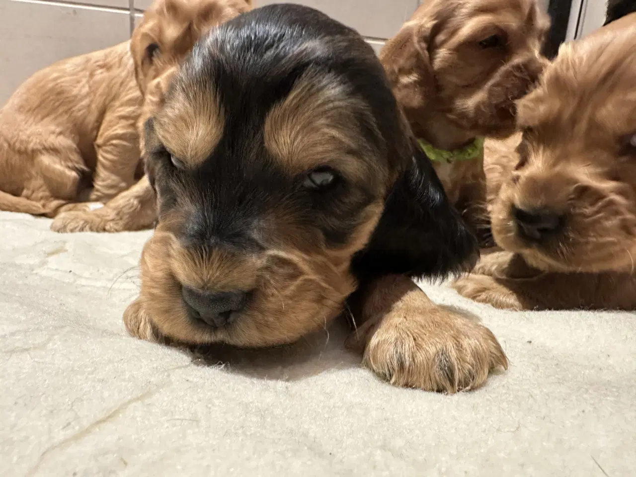 Billede 2 - Cocker spaniel 