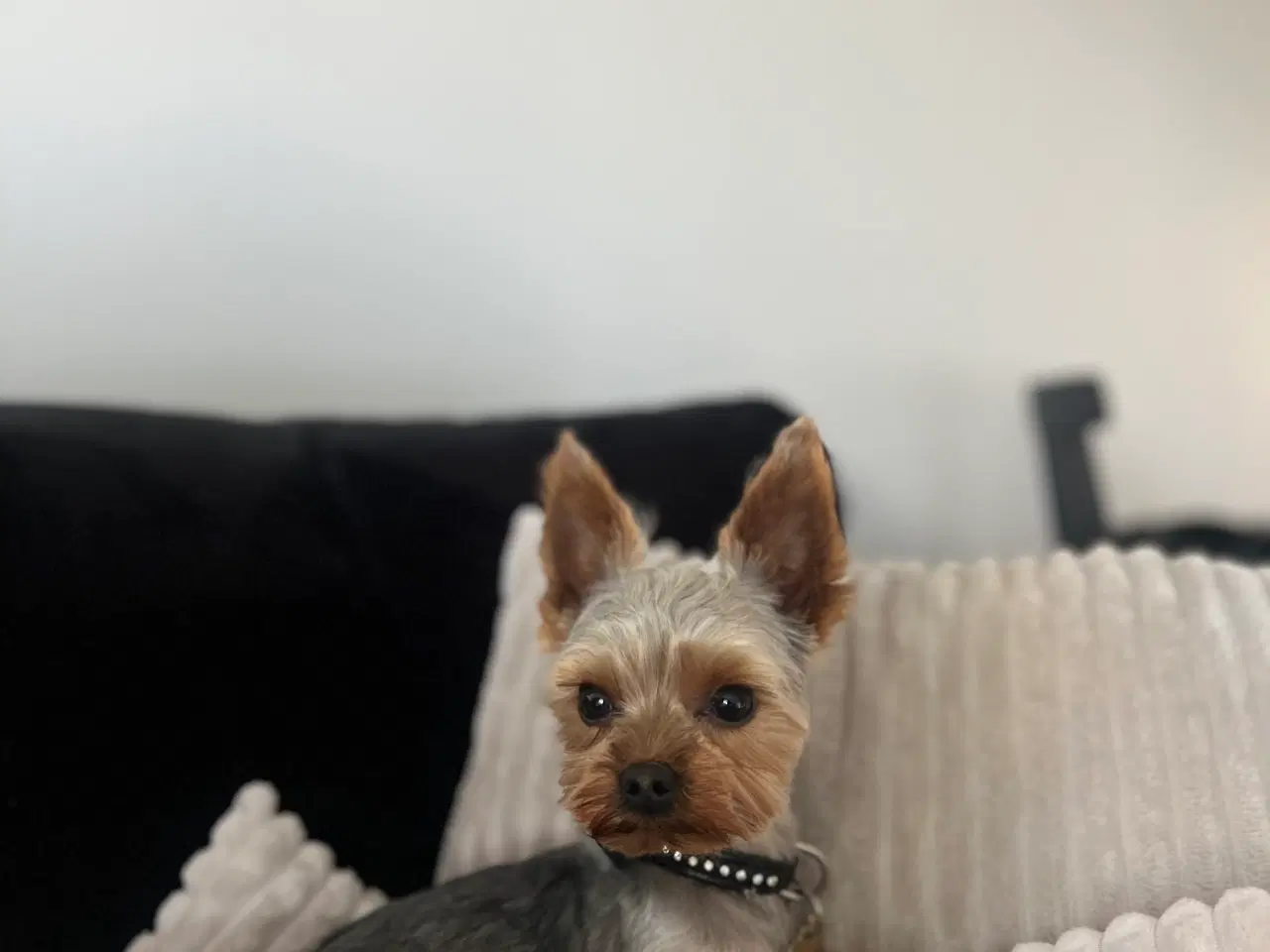 Billede 1 - Lille yorkshire terrier han udbydes til avl