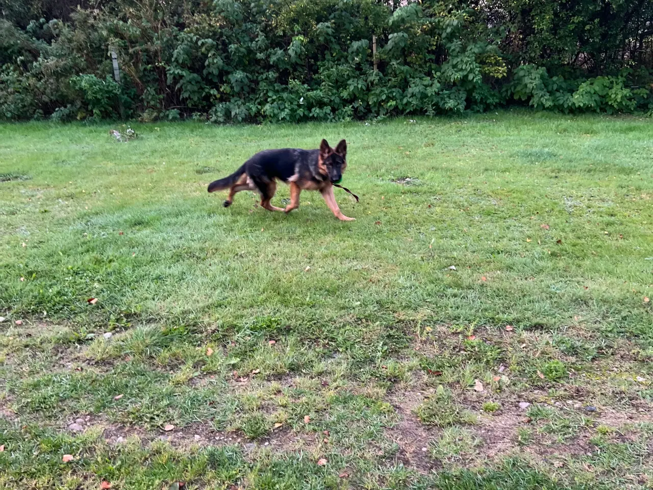 Billede 3 - Schæferhund med DKK stambog