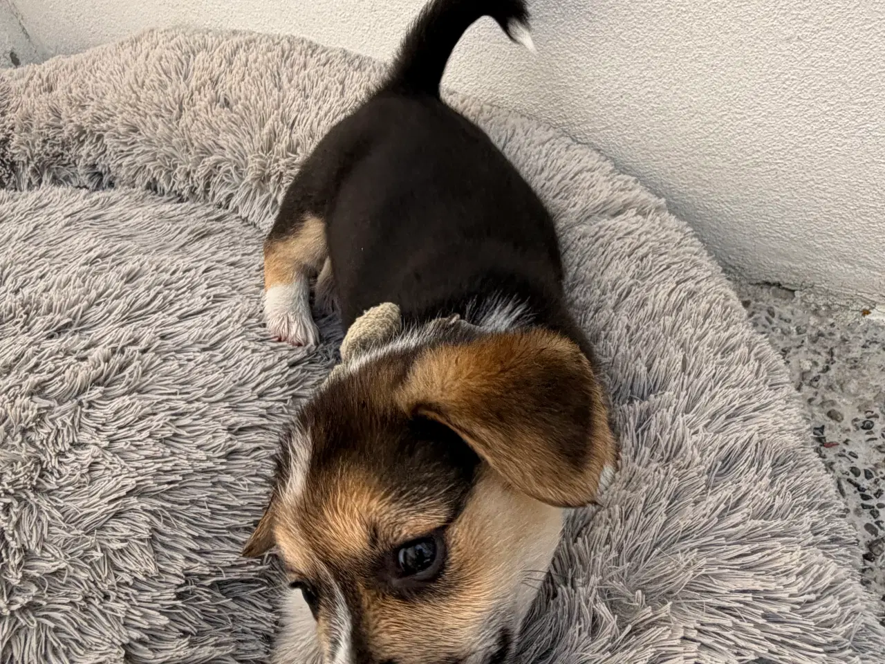 Billede 2 - Corgi Pembroke hundehvalpe