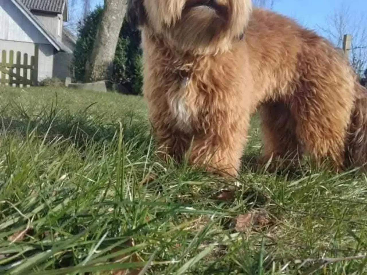 Billede 4 - Bichon havanaise han i rød zobel udbydes til avl, 