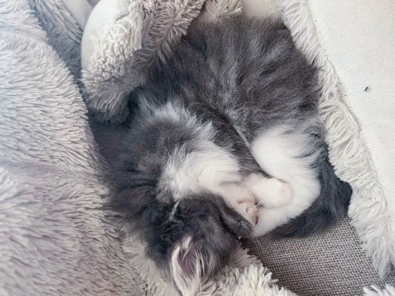 Billede 11 - Mainecoon killinger 