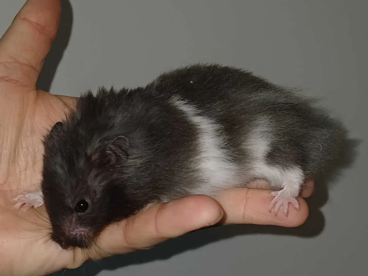 Billede 15 - Guldhamster unger
