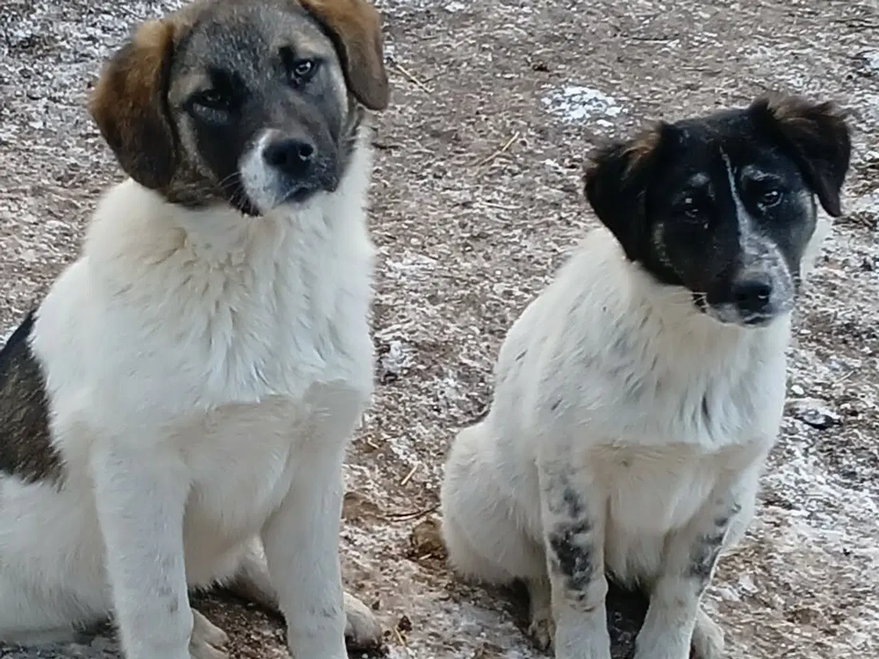 Billede 7 - Lumos søger familie 🩷