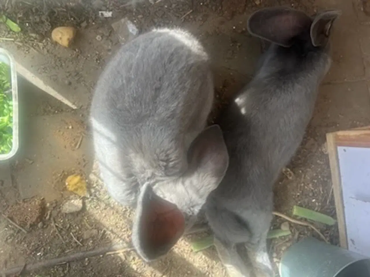 Billede 10 - Harekillinger 5 Stk.