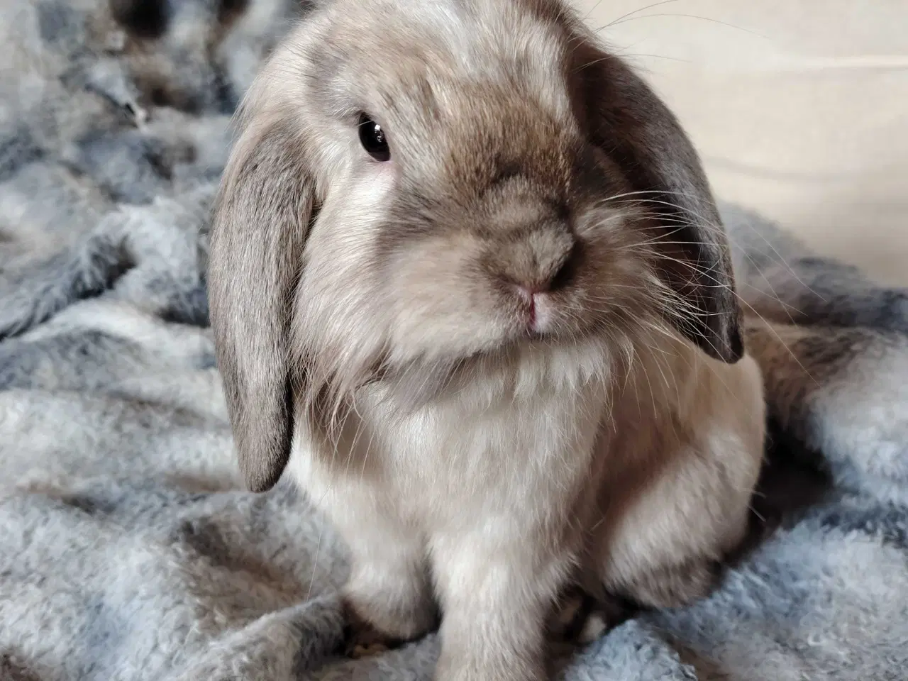 Billede 2 - Kastreret Lion-lop 6 mdr🐰