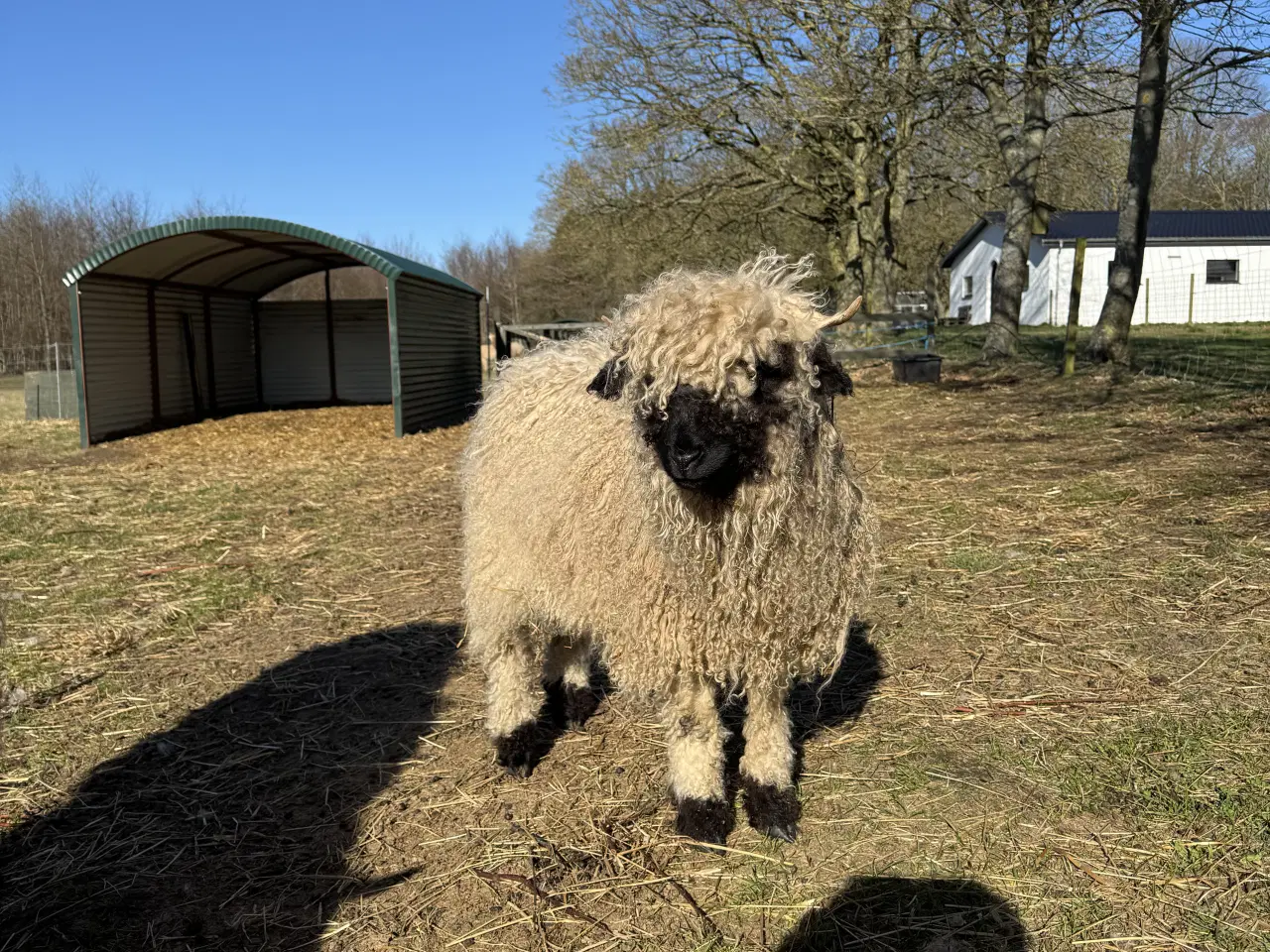 Billede 14 - Valais Blacknose gimmerlam 