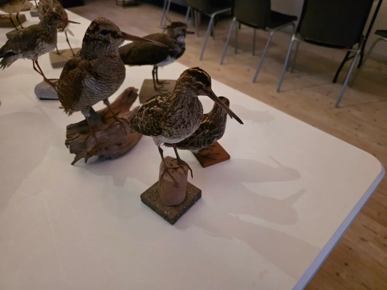Billede 10 - Vadefugle, sælges samlet eller hver for sig