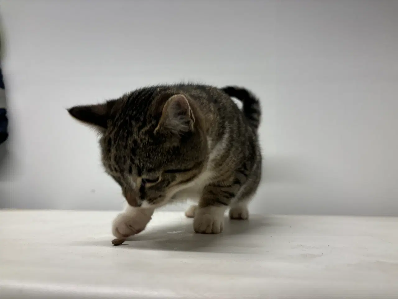 Billede 2 - Kat,4 mdr 18 dage