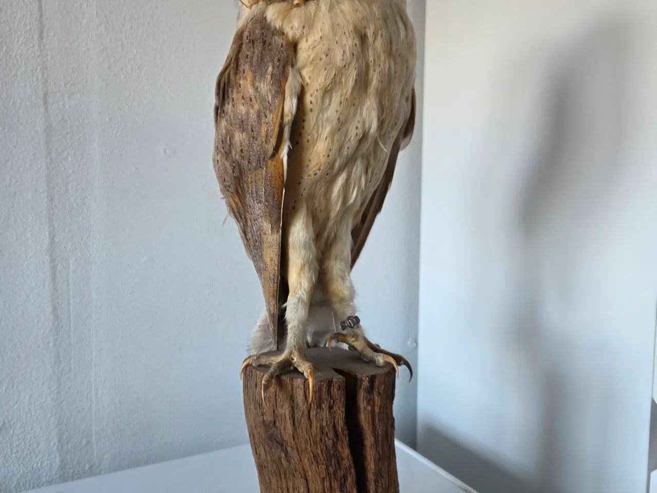 Billede 1 - Slørugle