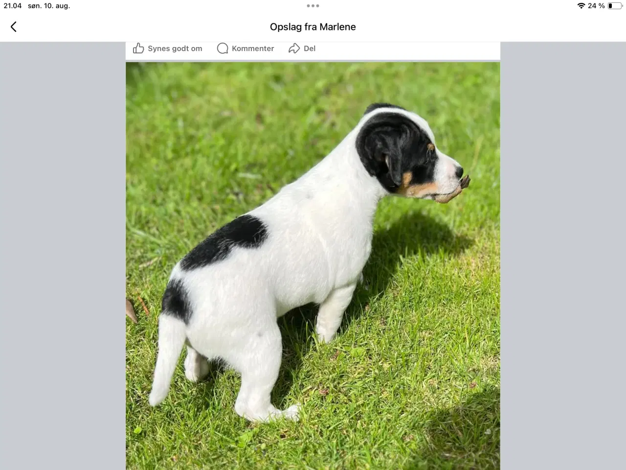 Billede 2 - Dansk, svensk gårdhunde hvalpe