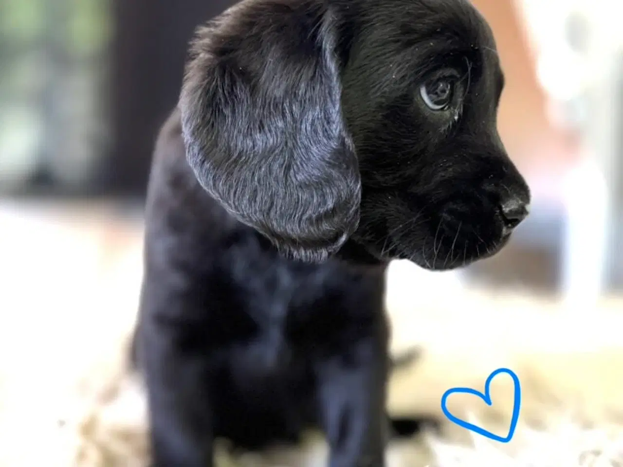 Billede 7 - Amerikanske Cockerdor hvalpe 