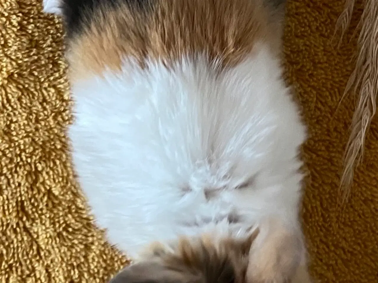 Billede 6 - HOLLÆNDER HUN JAPANER SORT/ GUL