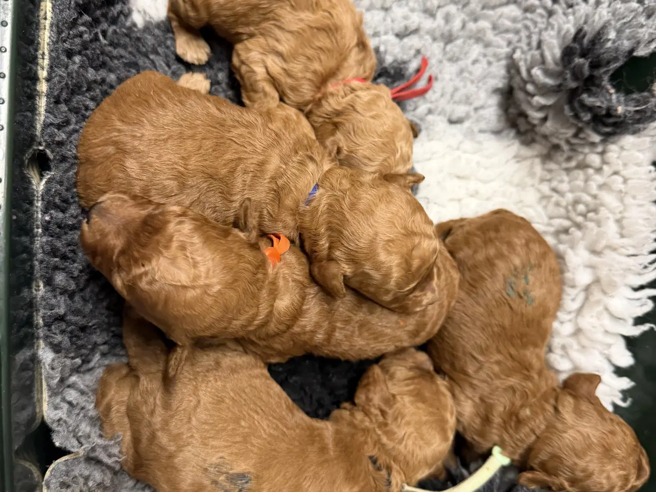 Billede 7 - Skønne Cavapoo F2b