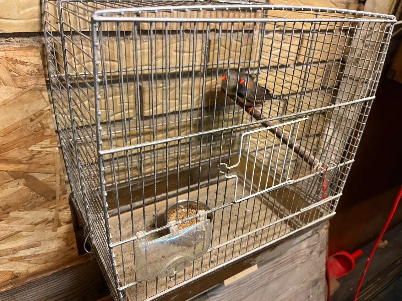 Billede 1 - Zebrafinker