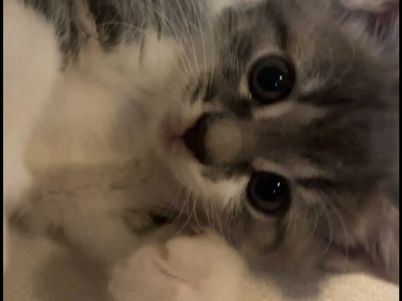 Billede 6 - Søde og kælne blandingskillinger