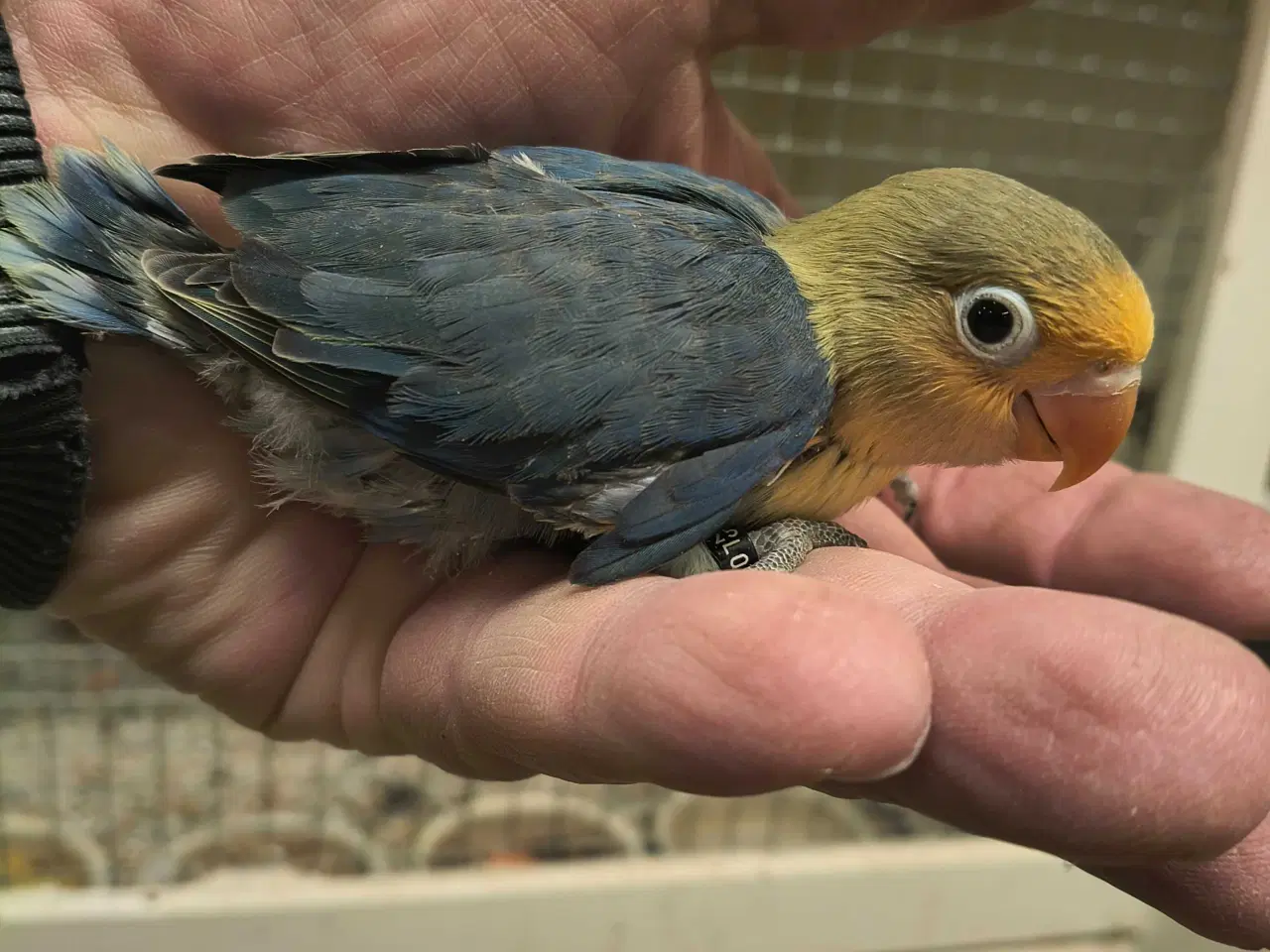 Billede 1 - Rødhovedet Dværgpapegøje unge