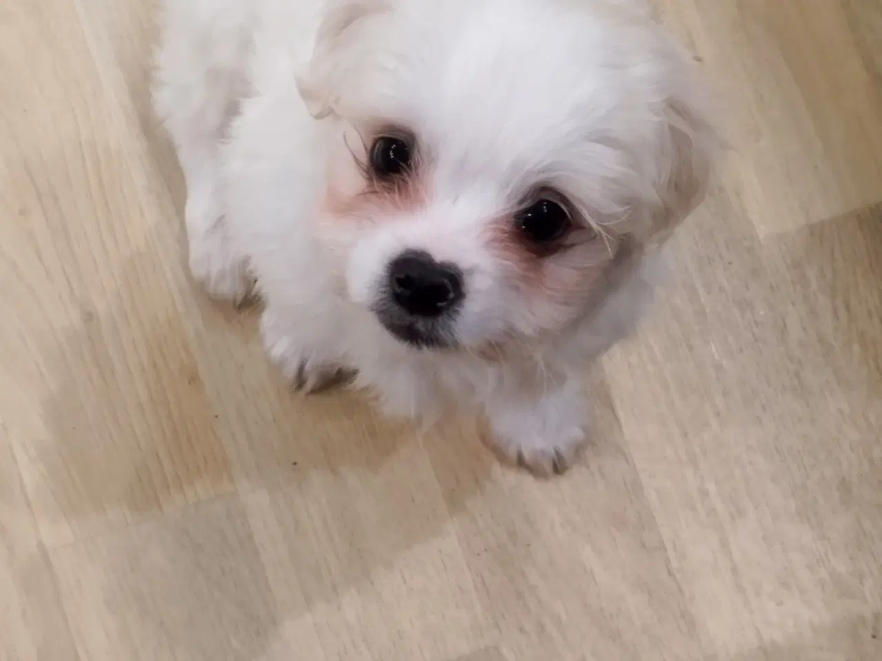Billede 1 - mini malteser/coton de tulear hvalpe