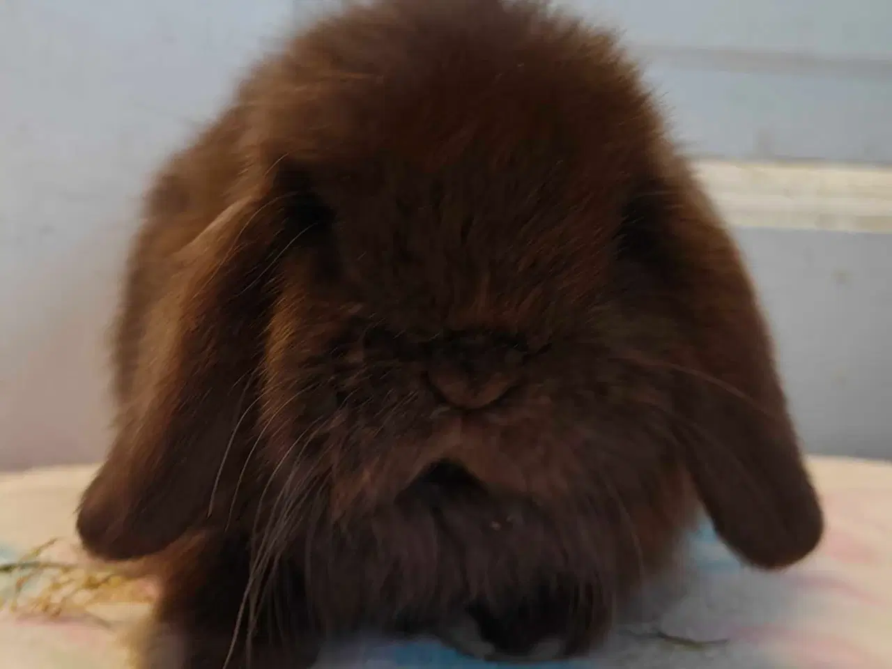 Billede 12 - Minilop