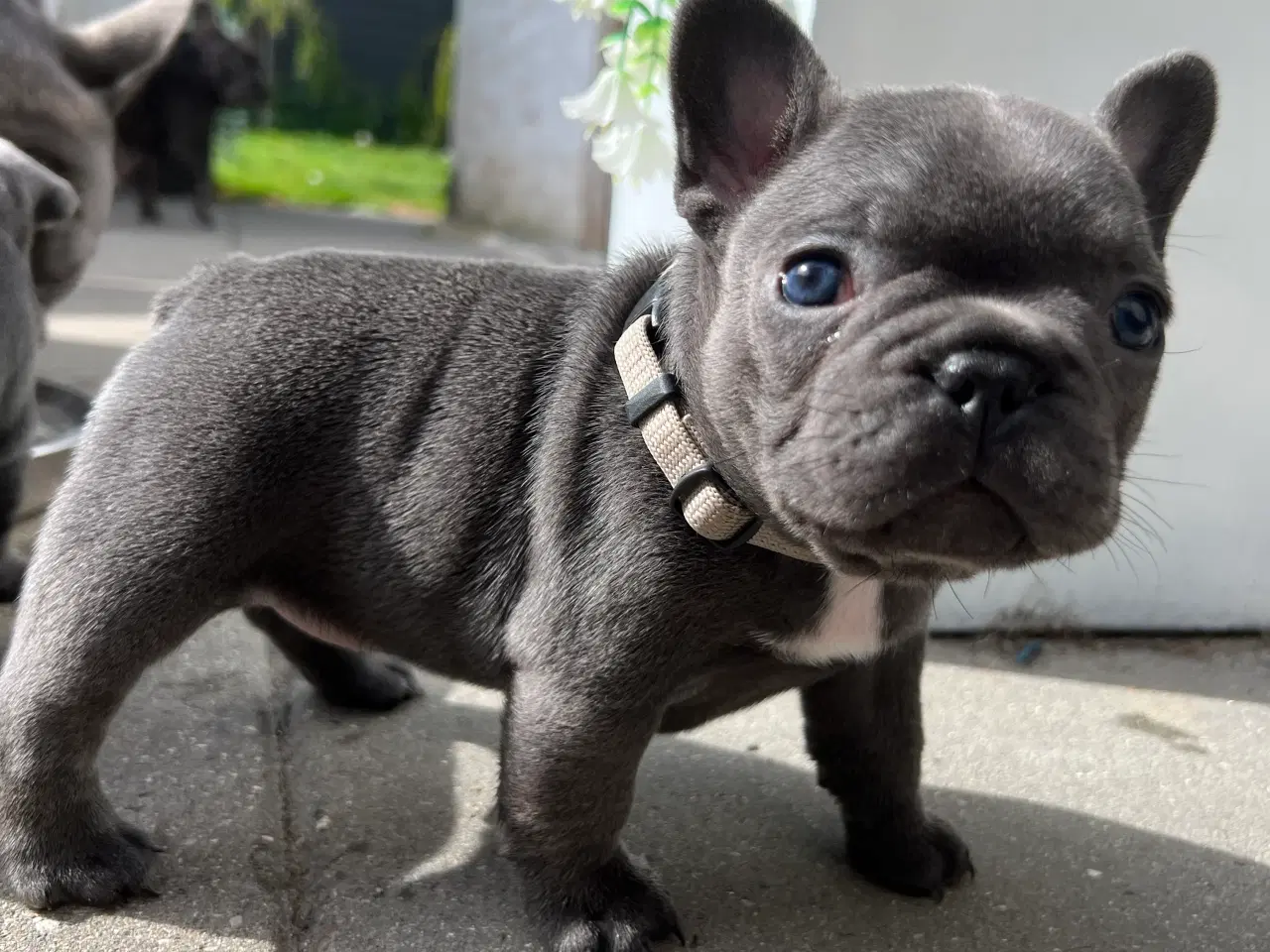 Billede 2 - Fransk bulldog blue
