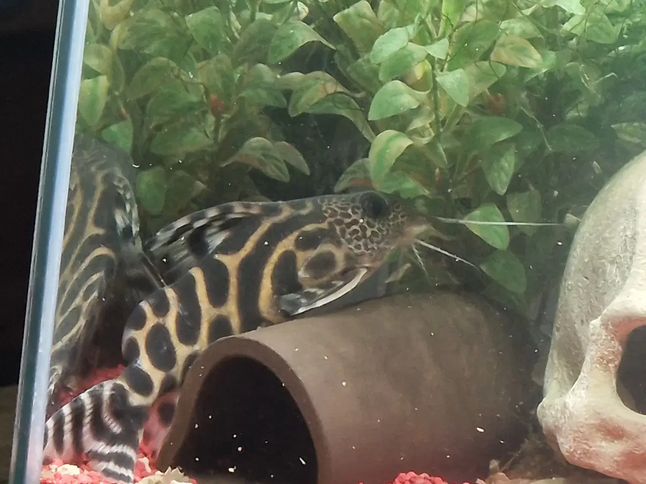 Billede 2 - Akvarium sælges mangel på tid