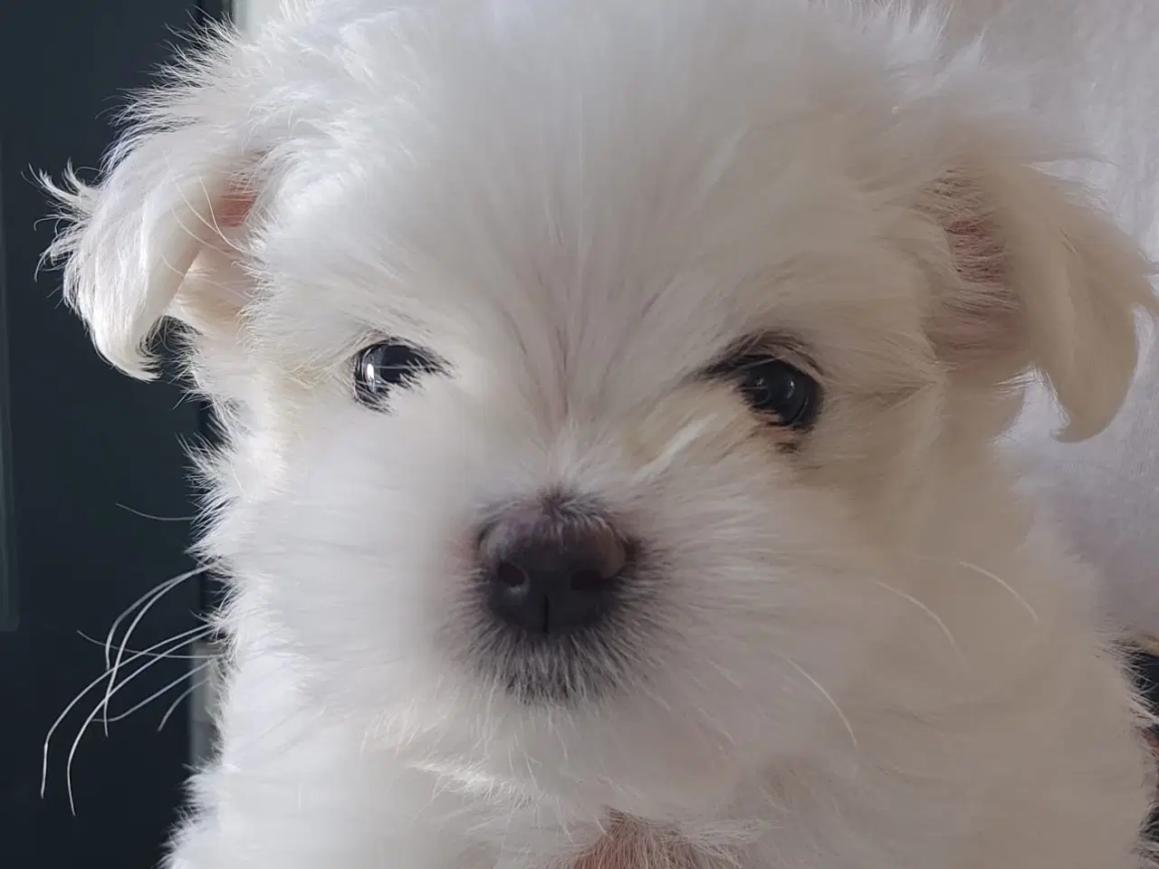 Billede 1 -  Bichon Maltese Korean hvalpe