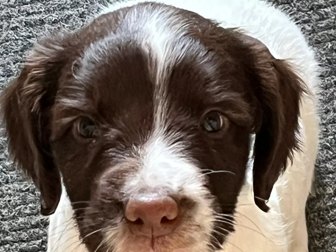 Billede 3 - engelsk springer spaniel