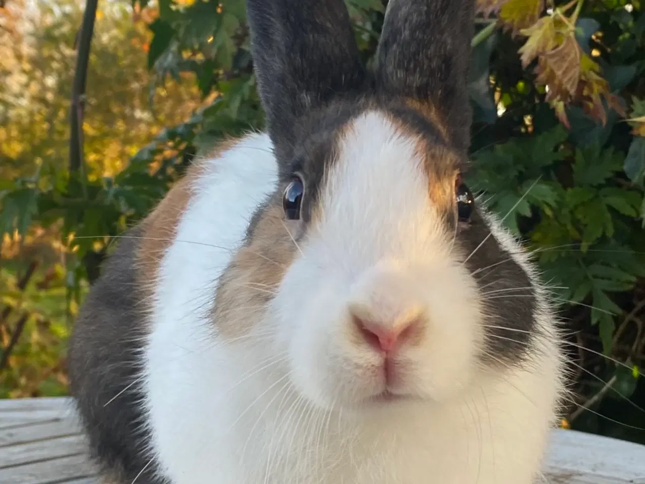 Billede 3 - HOLLÆNDER HAN JAPANER SORT/GUL