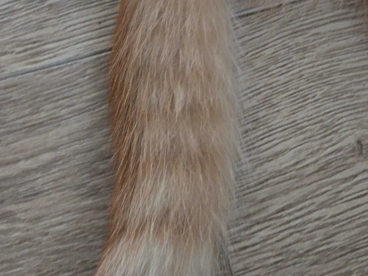 Billede 4 - Kejser han killing